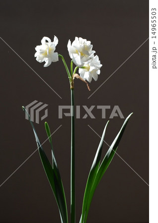 房咲きスイセン  14965503