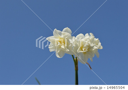 房咲きスイセンと青空 14965504