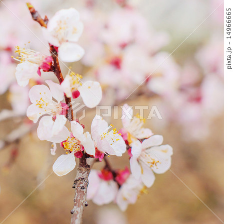 Spring flowers Spring flowers 14966665