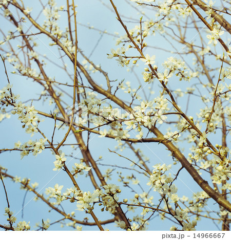 Blossoming tree brunch with blue sky 14966667