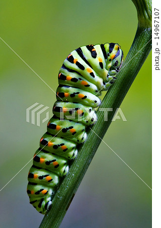 bruco di Papilionidae su un rametto 14967107