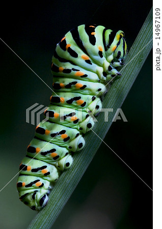 bruco di Papilionidae 14967109