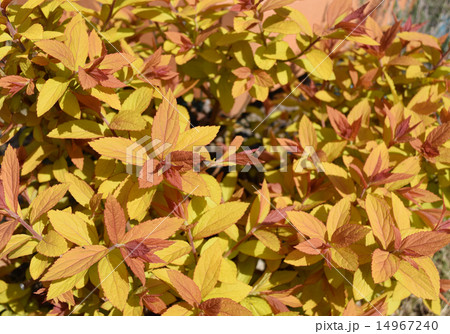 花木 シモツケ ゴールドフレームの写真素材