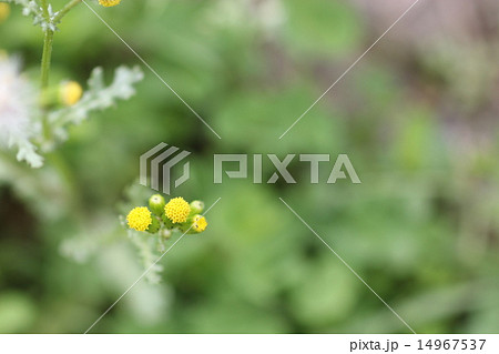 ノボロギクの花01 ノボロギクの花01 14967537