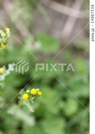 ノボロギクの花02 ノボロギクの花02 14967538