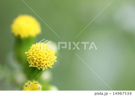 ノボロギクの花 アップ ノボロギクの花 アップ 14967539