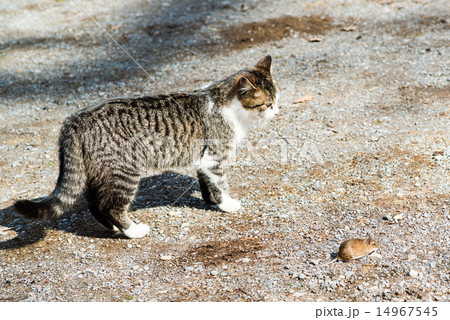 Cat and mouse 14967545