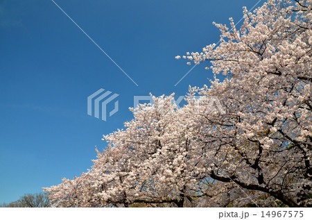 満開の桜と青空 14967575