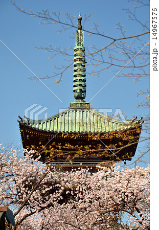 旧寛永寺の五重の塔と満開の桜 旧寛永寺の五重の塔と満開の桜 14967576