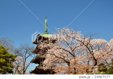 旧寛永寺の五重の塔と満開の桜 旧寛永寺の五重の塔と満開の桜 14967577
