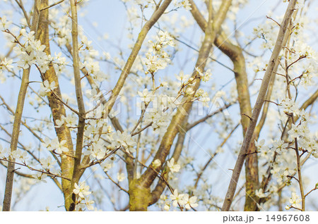 Branch of a blossoming tree with white flowers Branch of a blossoming tree with white flowers 14967608