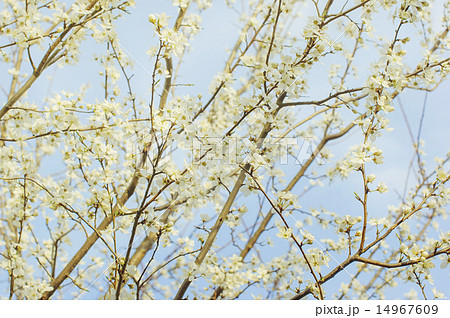 Branch of a blossoming tree with flowers Branch of a blossoming tree with flowers 14967609
