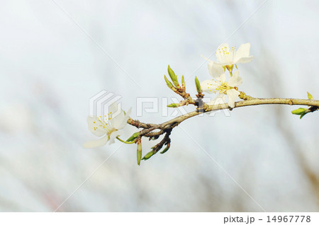 Blossoming tree brunch with flowers 14967778