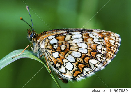 butterfly in a leaf 14967889