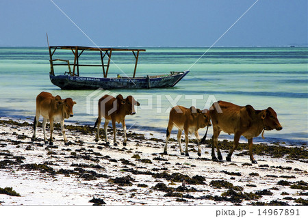 cow in zanzibar 14967891