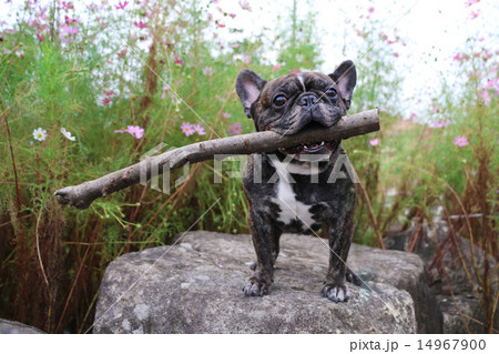 ＋フレブルの大冒険＋ 14967900