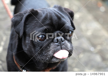 ＋パグのきらきらの日常＋ 14967901