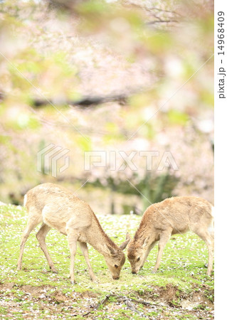 奈良公園の鹿 14968409
