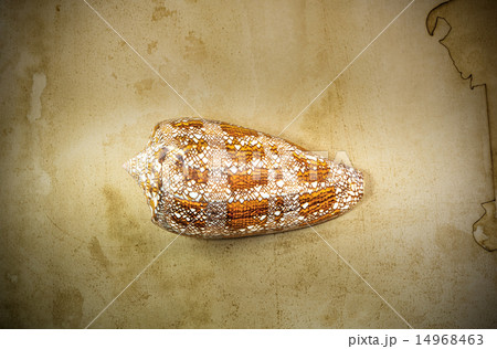 Conus aulicus, princely cone, Conus aulicus, princely cone, 14968463