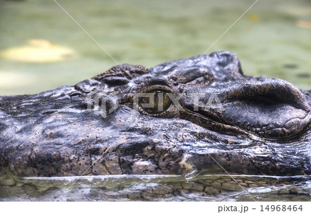 Saltwater crocodile eye 14968464