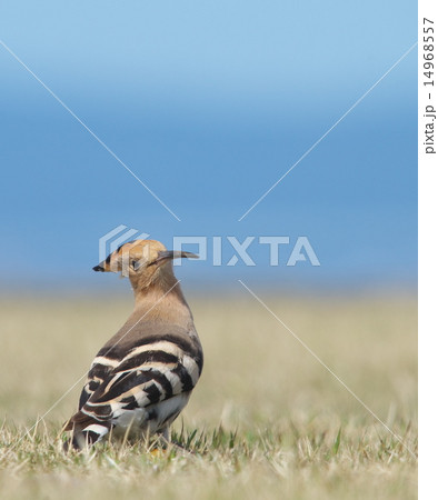 ヤツガシラ ヤツガシラ 14968557