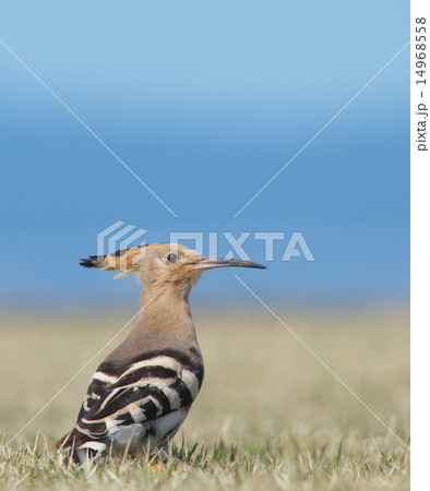 ヤツガシラ 14968558