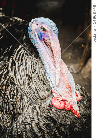 Portrait of a male turkey  14968749