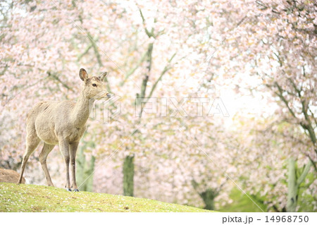 奈良公園の鹿 14968750