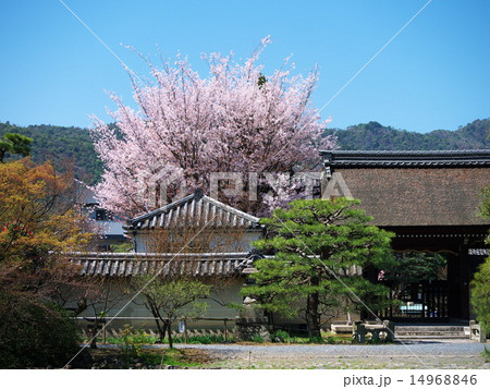 京都右京区 梅宮大社の桜風景 京都右京区 梅宮大社の桜風景 14968846