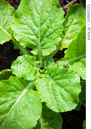 fresh vegetable in plant garden fresh vegetable in plant garden 14969321
