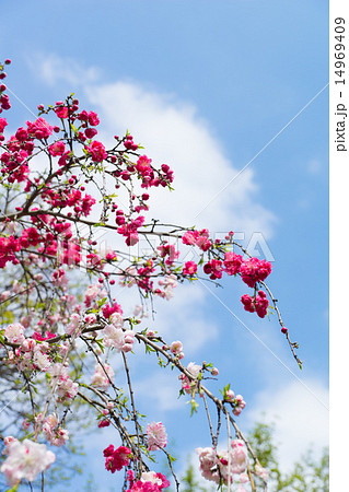ハナモモ（源平しだれ） 14969409
