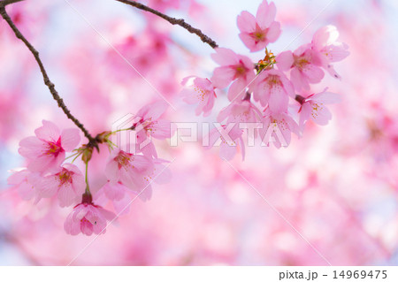 満開の陽光桜 満開の陽光桜 14969475