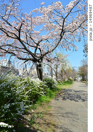 京都川端通の風景の写真素材