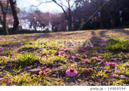 公園の芝生に落ちる梅の花の写真素材