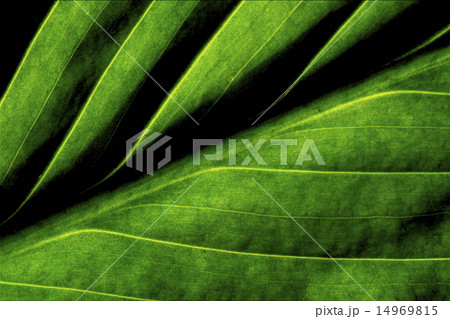 green leaf 14969815