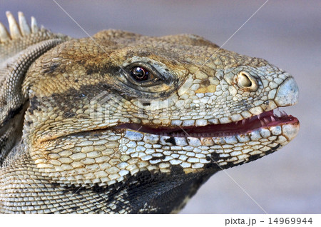eye of iguana eye of iguana 14969944