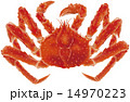 たらばがに　タラバガニ　鱈場蟹 14970223