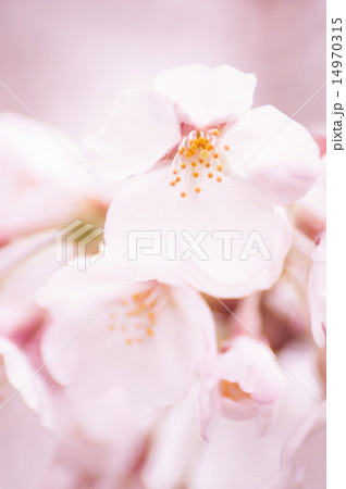 桜 桜 14970315