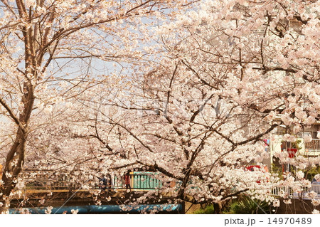 住吉さくら 14970489