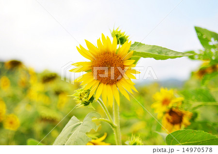 ひまわり ひまわり 14970578