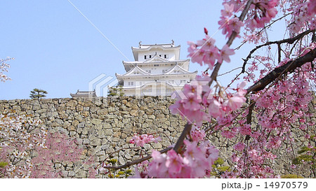 国宝姫路城と桜 国宝姫路城と桜 14970579