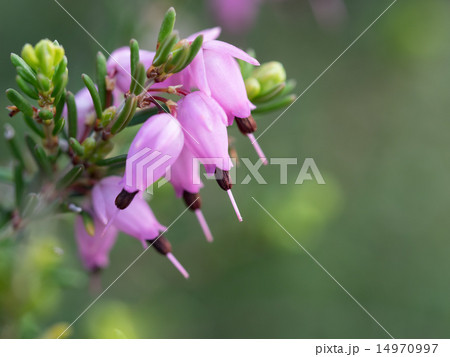 ピンクと黒のジャノメエリカ ピンクと黒のジャノメエリカ 14970997