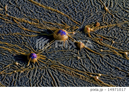 alien in the earth 14971017