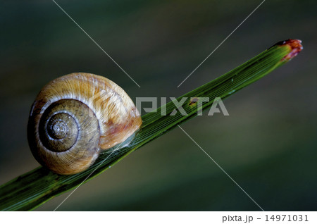 chiocciola su rametto 14971031
