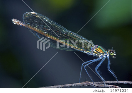 Coenagrionidae 14971034