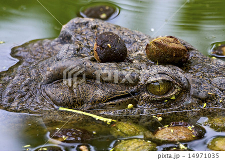 crocodile in the water in madagascar,nosy be 14971035