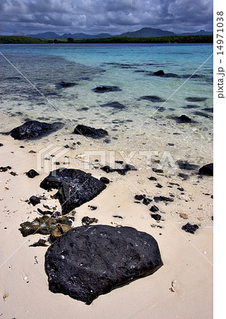 deus cocos in mauritius 14971038