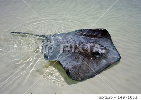 Manta in the water Manta in the water 14971053