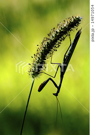 mantis religiosa and shadow 14971054
