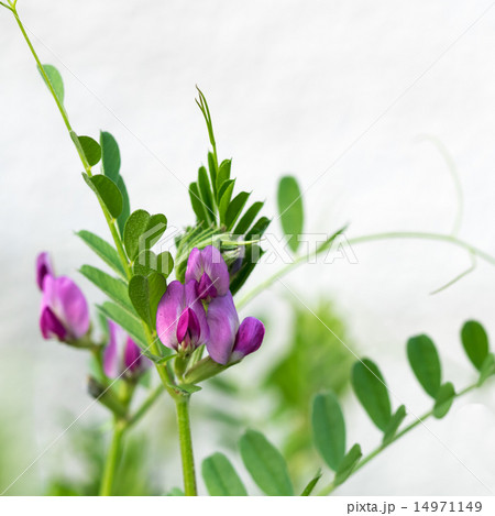 春の野のヤハズエンドウ 14971149